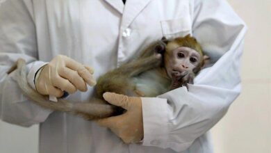 مصدره القرود .. وباء جديد قادم من الصين "الفيروس القردي B" وتسجيل أول حالة وفاة